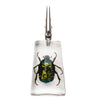 GEAR PREMIUM® CREATURE Stand-Up Chafer Clip - Tha Bong Shop